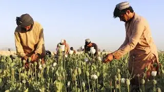 Mit Scharia gegen Opium - Taliban verbieten Mohnanbau in Afghanistan