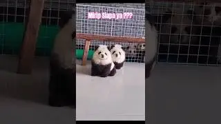 Panda Atau Anjing ??? #anjing #panda #hewan #lucu #video #viral #viralvideo