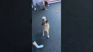 They didn&rsquo;t expect this twist with a dog #dog #dogtraining #funny #wdysee #shorts