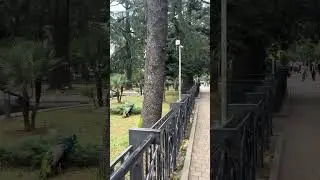 Peacocks live in the middle of the city 🇬🇪 Batumi Georgia #shorts