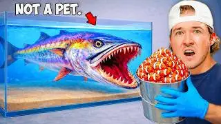 Pet Barracuda vs 5 Levels of Fish...