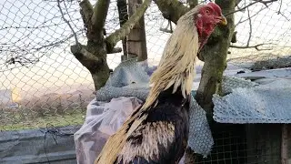 HOROZLARIMIZA BUGÜNDE GÜNEŞ ☀️ VE TOPRAK BANYOSU YAPTIRDIK