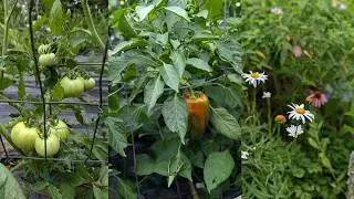 June '24 Hands Off Garden Tour Vlog Lazy Gardening