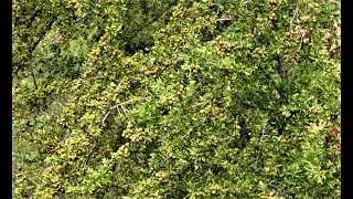 Pyrus amygdaliformis    the almond leaved pear  Greece  by  Theo fotiadis