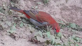 Crimson-browed Finch (Carpodacus subhimachalus) #sikkim  #sikkimbirds #birdsofsikkim #sikkim_birds