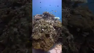 Top Scuba Diving in Seychelles: Corals and Rock Boulders