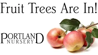 Fruit Trees: When to Buy Them & When to Plant Them