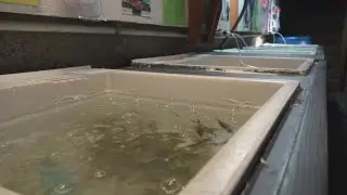 Warming water causing population drop for New England fish species