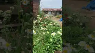Azuo nyiepou(mom's flowers)😍