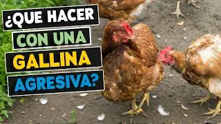 Gallinas AGRESIVAS: por qu&eacute; sucede y c&oacute;mo detenerlo ✅ (SOLUCI&Oacute;N DEFINITIVA)