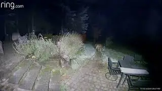 Typical Night On The Homestead