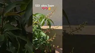 Samsung galaxy s23  ultra  Zooming ✨️ 👌 😋 #viral #zoomnl #yt #india #ultra #video #status #goat