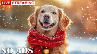 12 Hours of Dog TV for Dogs to Watch 🐶🎄 Winter Magic Tunes for Playful Dogs & Calm Winter ❄️🛷