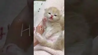 Cute Kittens Compilation✨😻 #funny #kitten #cat #cute #shorts #Catsology26