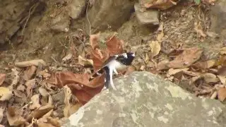 Spotted Forktail