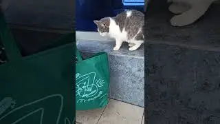Сигма Сидела Ждала Помощи / Sigma Was Sitting and Waiting for Help 🔥