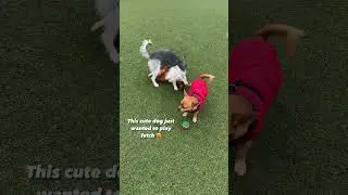 Dogs playing together #shorts #dog