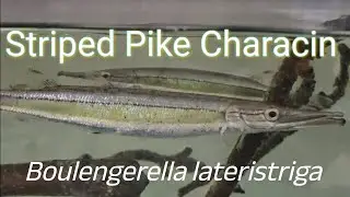 Striped Pike Characin (Boulengerella lateristriga) In the home aquarium