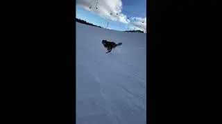 Snow Pal Like a Dog: Snowboarder and Canine Hit the Slopes
