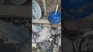 Pengalaman budidaya ikan nila