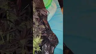 06 sour diesel x DW on harvest #sourdiesel #harvest #cannabiscommunity #danteswrath