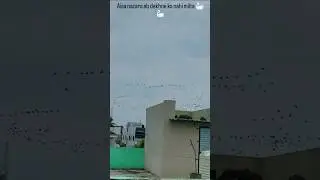 5G #KabootarKiMasti#FlyingKabootar#KabootarReels#PigeonViral#cartoon#MillionViewsTarget#1lakhviws