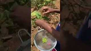 Harvesting turkey-berries #youtubeshorts #fruitsatisfying #ghana #organicgardening #