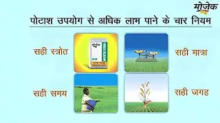 Dan ki fasal mein potash ka use kaise karenपोटाश के उपयोग । पोटाश का उपयोग कब करें। धान की,