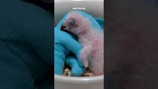 Newborn African grey baby parrot hand feeding first week life #birds