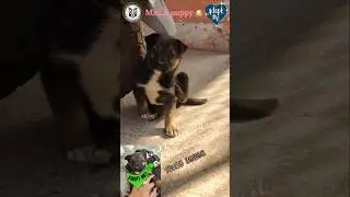 🐶 adopt me 💞 #puppy #kotdwar #love #happiness #viral #share #shorts #youtubeshorts #support #KaडaK
