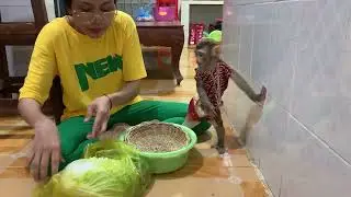 Baby monkey ROJO help mom carrying vegetables and prepare vegetables for cooking