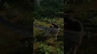 Utah can buck and it's terrifying - The Isle Evrima update 3.5 (shorts)
