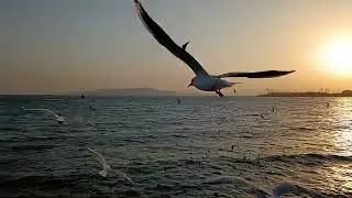 City of seagulls#travelphotography #traveling #sea #seagull#qingdao #travelvlog #travel #travelling
