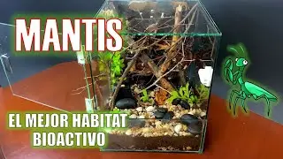 🌱 Como HACER un terrario BIOACTIVO para Mantis Religiosa | Kevien Chingas