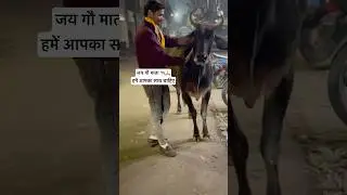 #cow #टीमप्रचंड🔥 #gaumata #like #love #viral #song #jai #jaishreeram #live #गौमाता #gau #mata