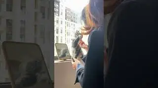 Funny cats | Shorts | Funny videos | Usman Technical