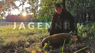 Florians erstes St&uuml;ck Damwild - Jagd bei den Hunterbrothers - jagenNRW story #11