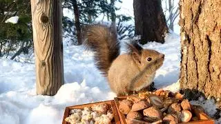 Today, this female squirrel can't eat in peace.
