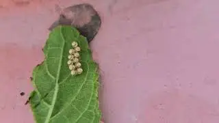 Insect eggs