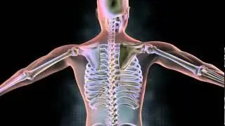 Male Anatomy