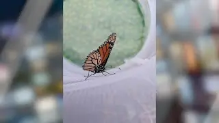 New Tracking Tool Launched to Preserve & Protect Western Monarch Butterflies Locally