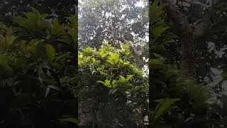 exposure to nature to stimulate children's brains