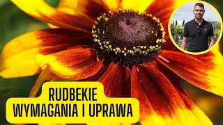 Rudbekia &ndash; wymagania i uprawa. Piękna i łatwa w pielęgnacji bylina
