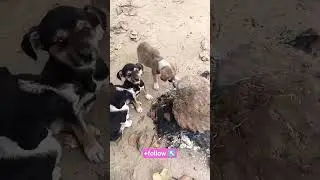 Dil da skhoon milda ena di seva karke 🐕🐕&hearts;️#doglover #duet #love