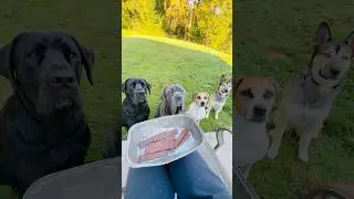 Feeding my 4 dogs raw venison jerky 🦌🥩🐾#raw #carnivore #dogs #cutedogs #dogfood #dogseating #asmr
