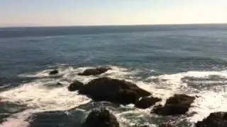 Whales at bodega head