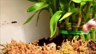 Geoemyda spengleri feeding time