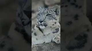 Endangered Snow Leopard 🐆❄️