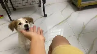 Puppy play happy with cat #dogmom #cute #cutedog 