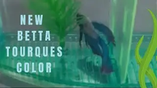 Ideas Ko Tv Live 113 New Better  Torques. Color January 19,2026 #live2026  #bettafish  
